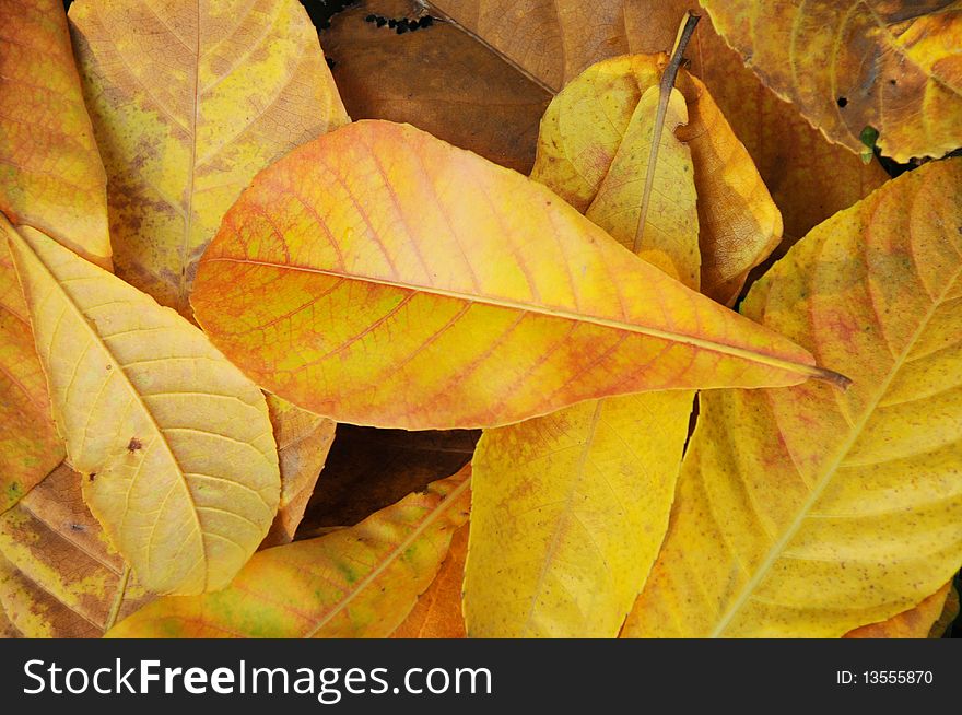 Autumn yellow leaves on the ground background. Autumn yellow leaves on the ground background.