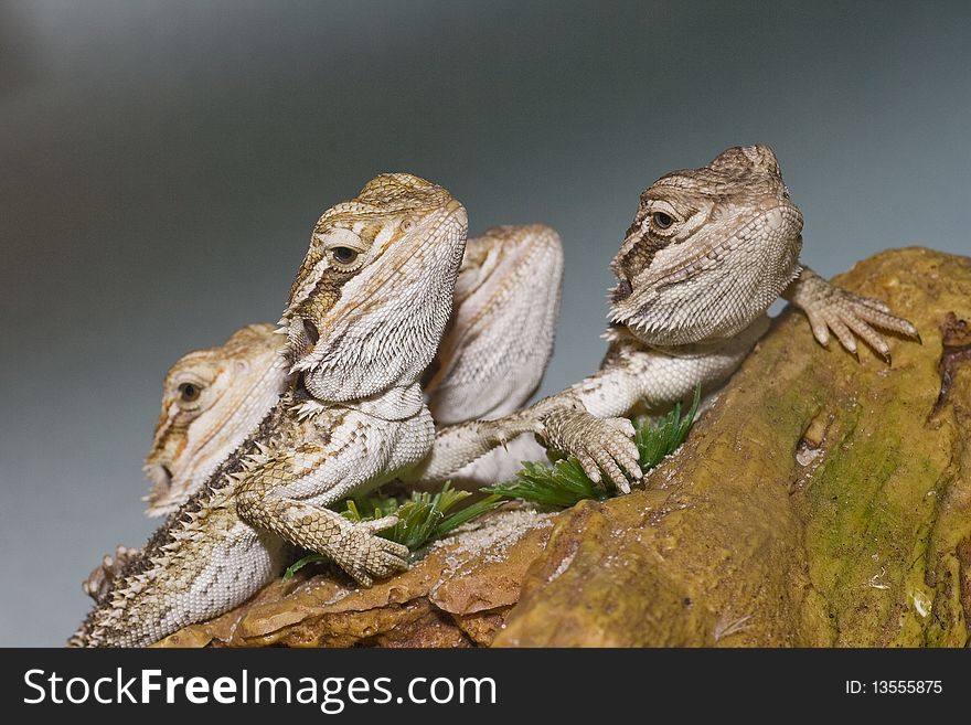 Group of young bearded dragons