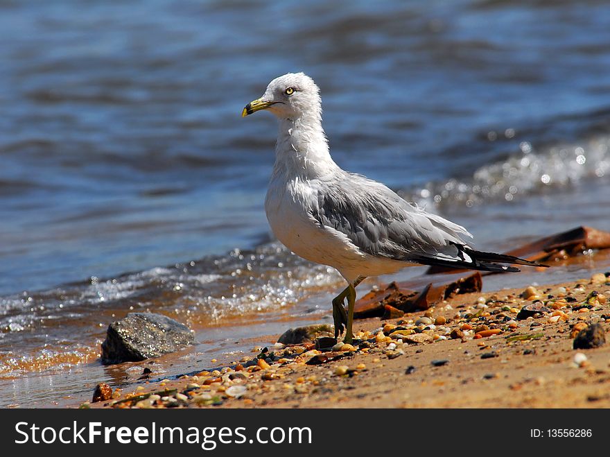 Ring-Billed Seagull standing on a beach. Ring-Billed Seagull standing on a beach.