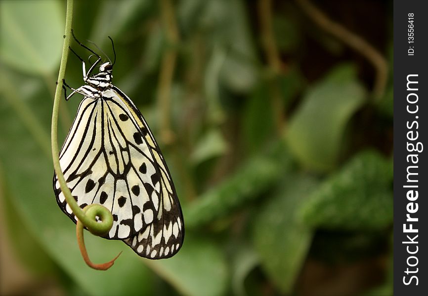 A beautifully crisp shot of a butterfly on a stem. A beautifully crisp shot of a butterfly on a stem