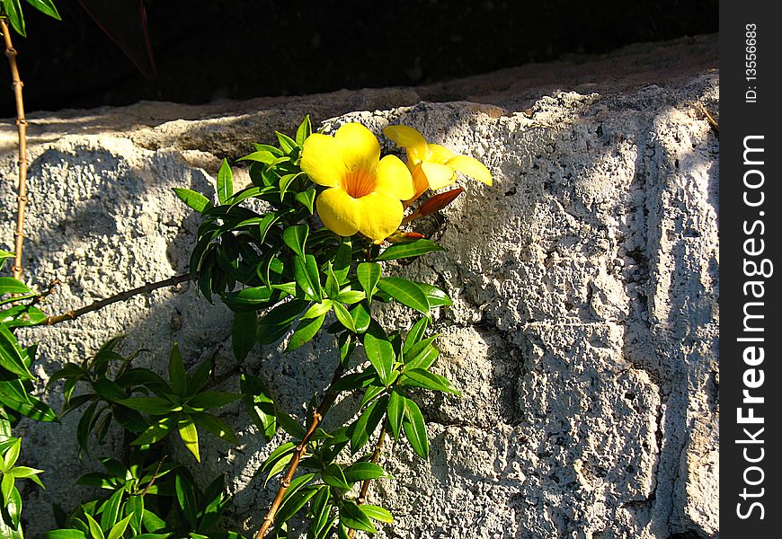 Yellow flowers growing on the side of a ciment wall in Riviera Maya