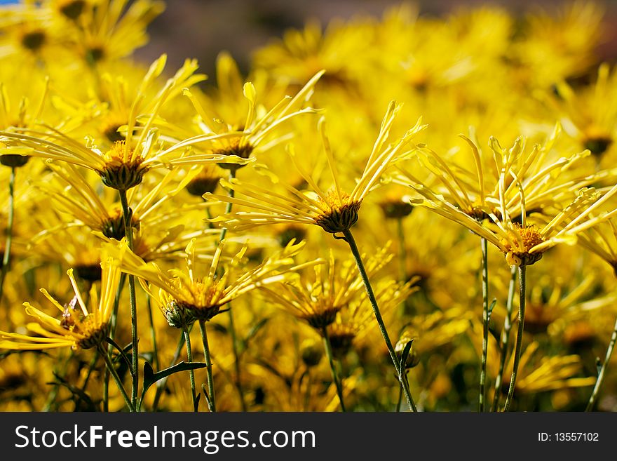 Yellow and orange chrysanthemum - autumn backgorund