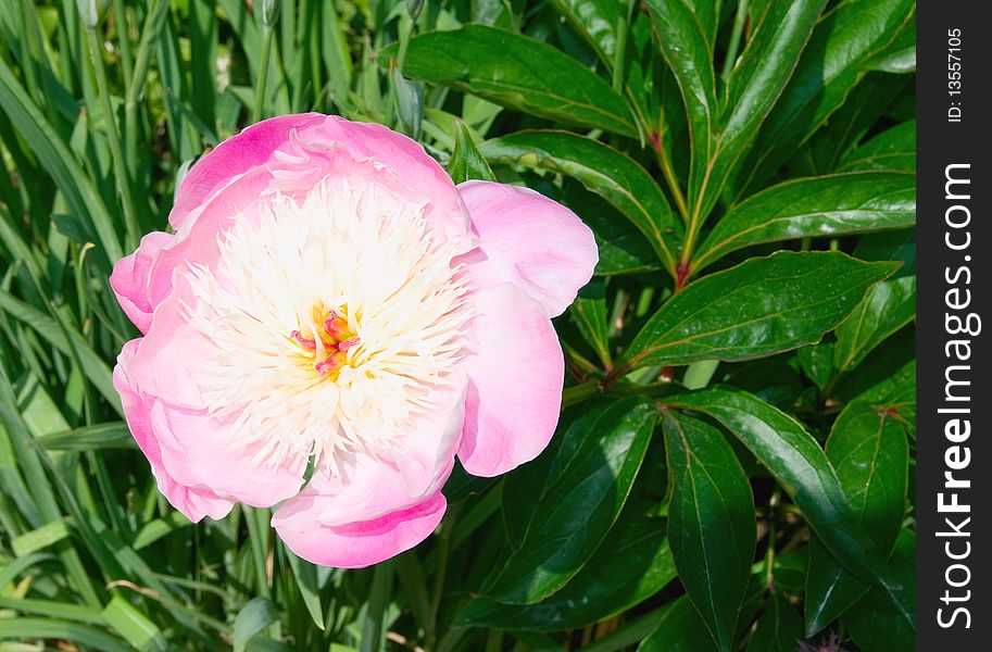 Flower pictured in Powercourt garden. Flower pictured in Powercourt garden