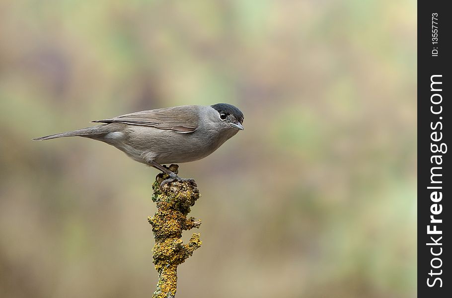 A male Blackcap - Sylvia atricapilla, perched on a twig.