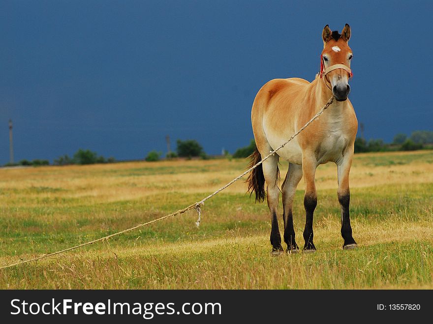 Young beautiful colt at a ranch. Young beautiful colt at a ranch