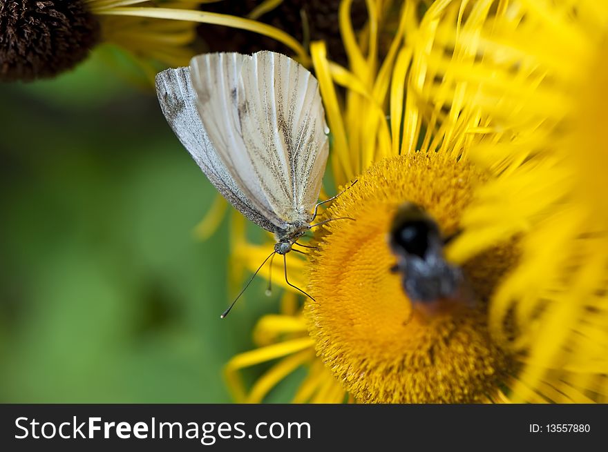 White butterfly on yellow flower