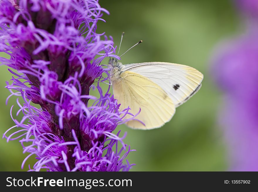 White butterfly on purple flower, summer