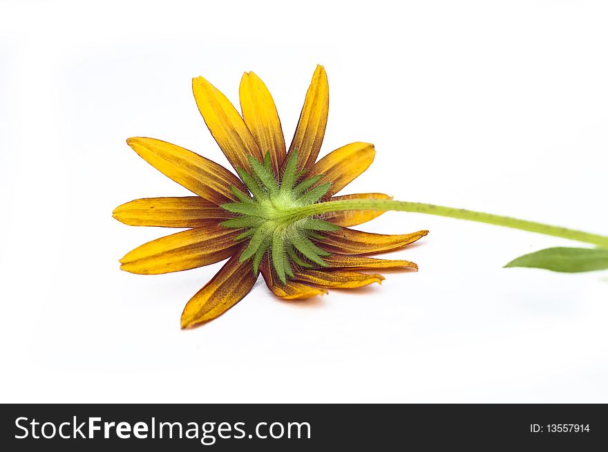 Yellow coneflowers (Echinacea), isolated on white