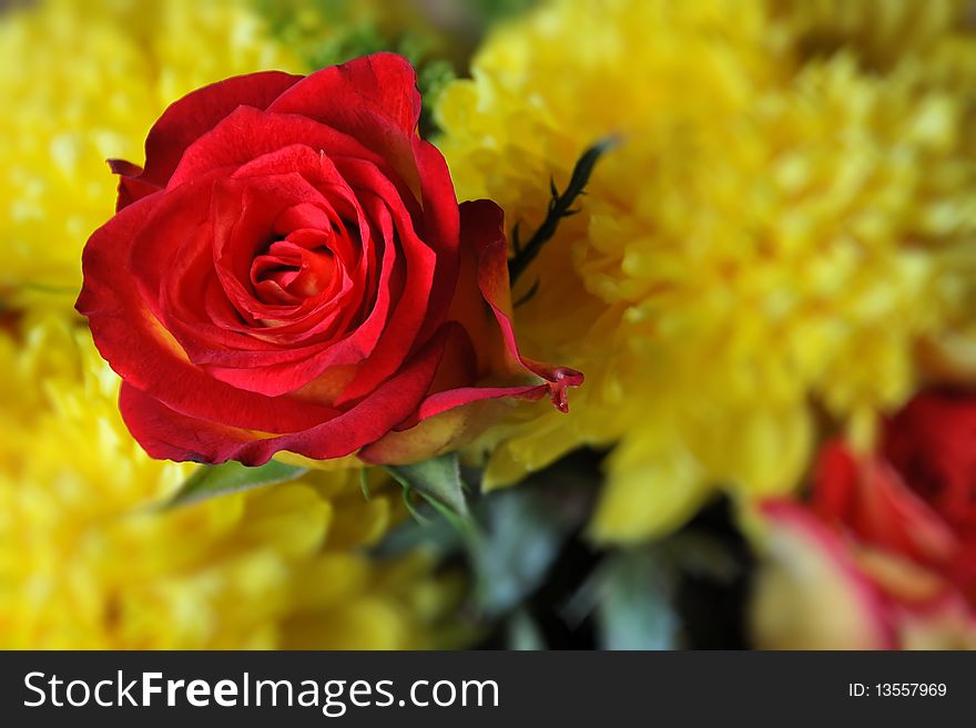 A rose. yellow flowers - environment