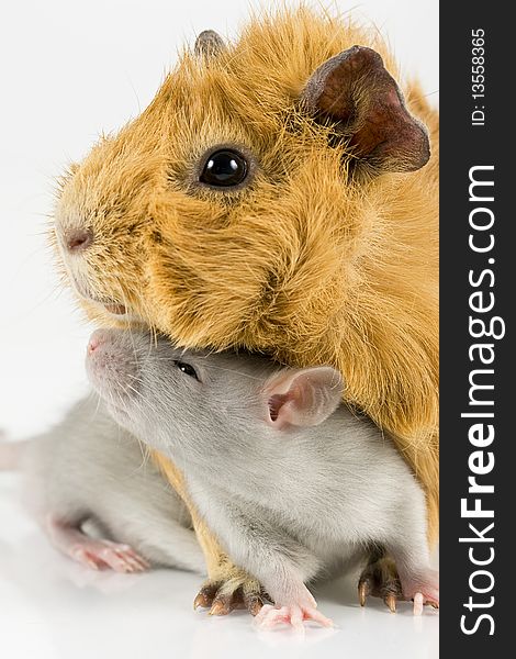 Guinea pig and rat playing on white background. Guinea pig and rat playing on white background