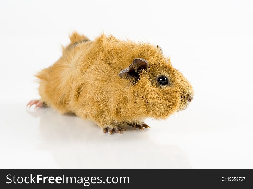 Brown guinea pig against white background.