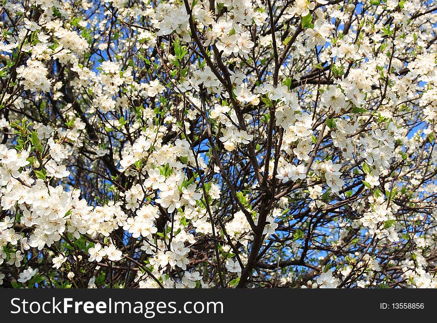 Branch of a blossoming tree with white flowers