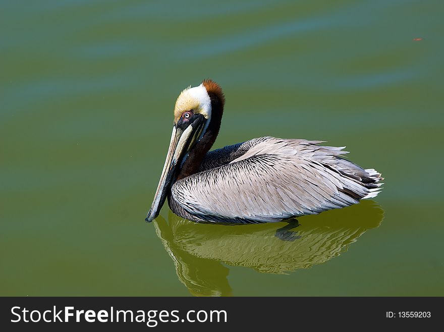 Side view of brown pelican swimming in clear water, feet are visable, florida