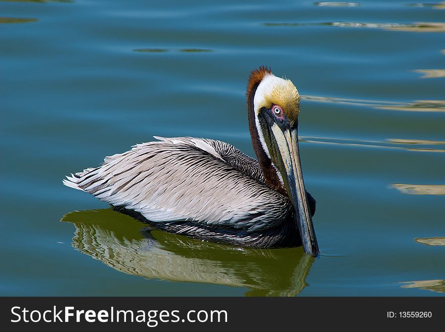 Three quarter view of pelican swimming with bill in the water, florida. Three quarter view of pelican swimming with bill in the water, florida