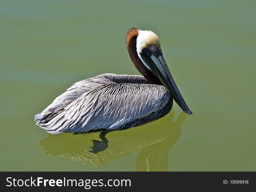 Profile view of brown pelican swimming in clear water, its feet are visable, florida