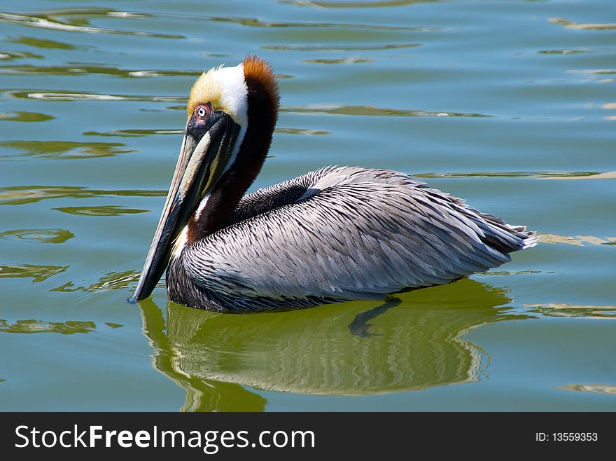 Profile of pelican swimming in clear water with gentle ripples, florida. Profile of pelican swimming in clear water with gentle ripples, florida