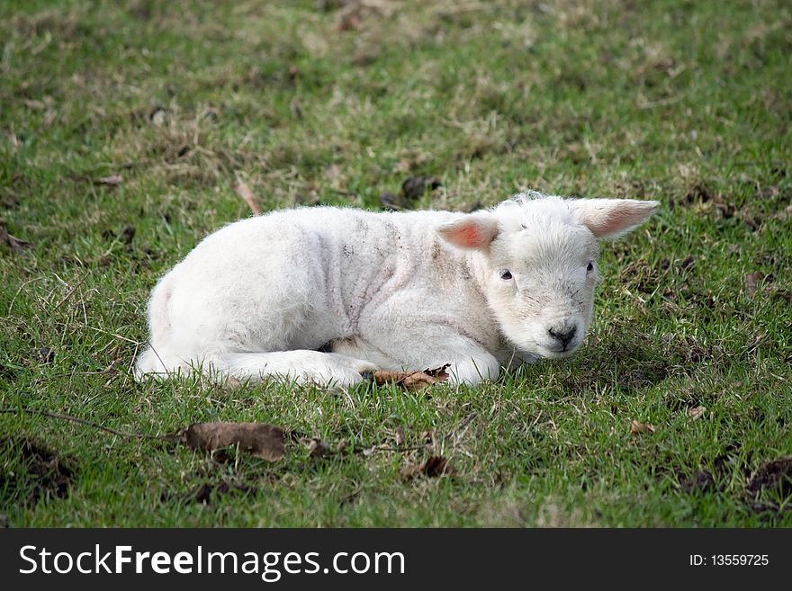 Newborn Lamb laying in grass in the early sun