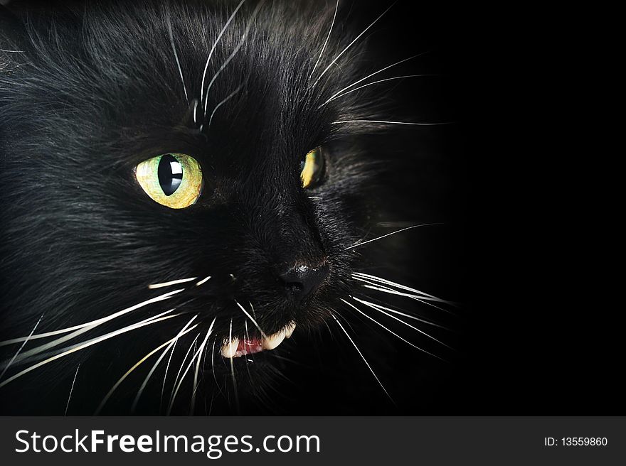 Close up portrait of angry  black cat