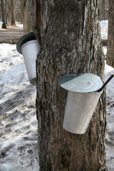 Buckets For Collecting Maple Sap Stock Photo Buckets For Collecting Maple Sap Stock Photo