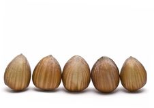 A Line Of Hazelnuts. Stock Photography