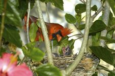 Cardinal And Chicks Royalty Free Stock Images