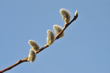 Willow Catkin Royalty Free Stock Photo Willow Catkin Royalty Free Stock Photo