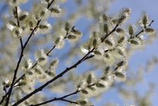 Willow Blossom Stock Photo Willow Blossom Stock Photo