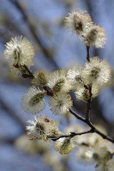 Willow Blossom Royalty Free Stock Images Willow Blossom Royalty Free Stock Images
