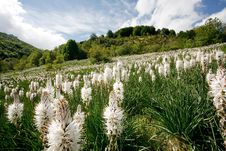 Flowery Meadow In Mountainous Region Blue Sky Royalty Free Stock Photos