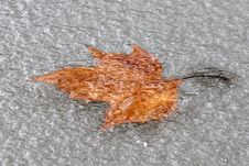 Frozen Leaf Stock Photography Frozen Leaf Stock Photography