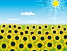 The Field Of Sunflowers Stock Image The Field Of Sunflowers Stock Image