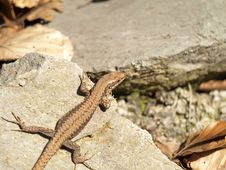 Sunbath Of Lizard Royalty Free Stock Photography Sunbath Of Lizard Royalty Free Stock Photography