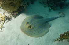 Blue Spotted Stingray Royalty Free Stock Photos Blue Spotted Stingray Royalty Free Stock Photos