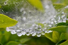 Water Drops At Spider Net Stock Photography Water Drops At Spider Net Stock Photography
