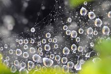 Water Drops At Spider Net Stock Image