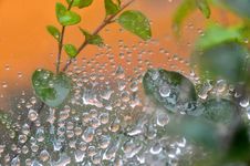 Water Drops At Spider Net Stock Images Water Drops At Spider Net Stock Images