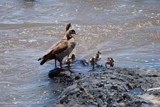 Egyptian Geese Stock Image Egyptian Geese Stock Image