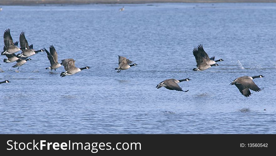 Canadian geese flying above the water. Wildlife scene. Canadian geese flying above the water. Wildlife scene.