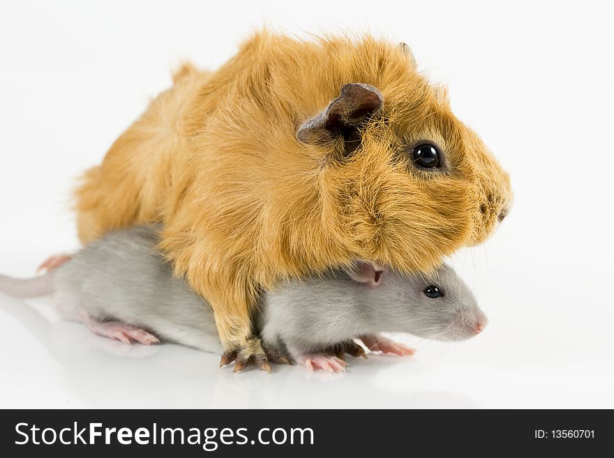 Guinea pig and rat playing on white background. Guinea pig and rat playing on white background