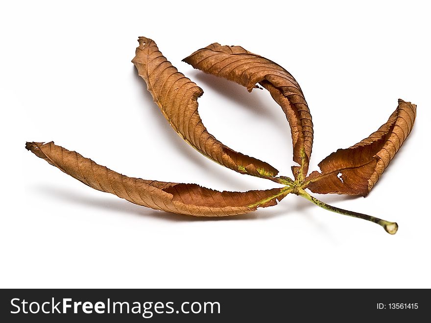 Brown leaf isolated on a white background. Brown leaf isolated on a white background.