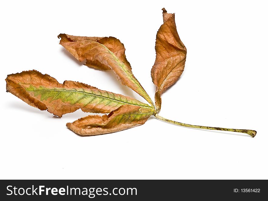 Brown and green leaf isolated on a white background. Brown and green leaf isolated on a white background.