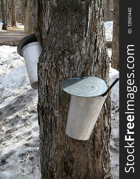 Buckets For Collecting Maple Sap