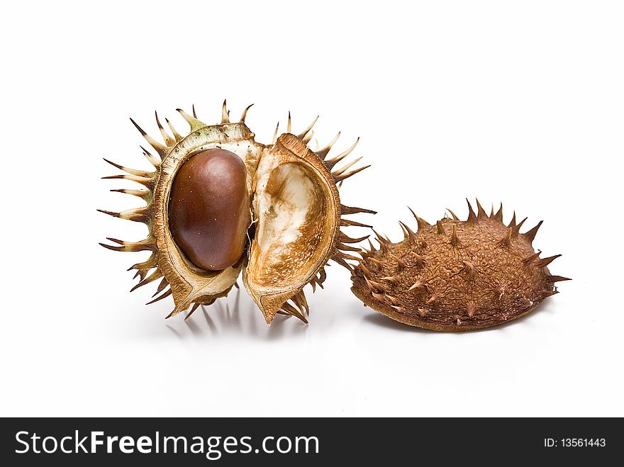 Chestnuts in its capsule isolated on a white background. Chestnuts in its capsule isolated on a white background.