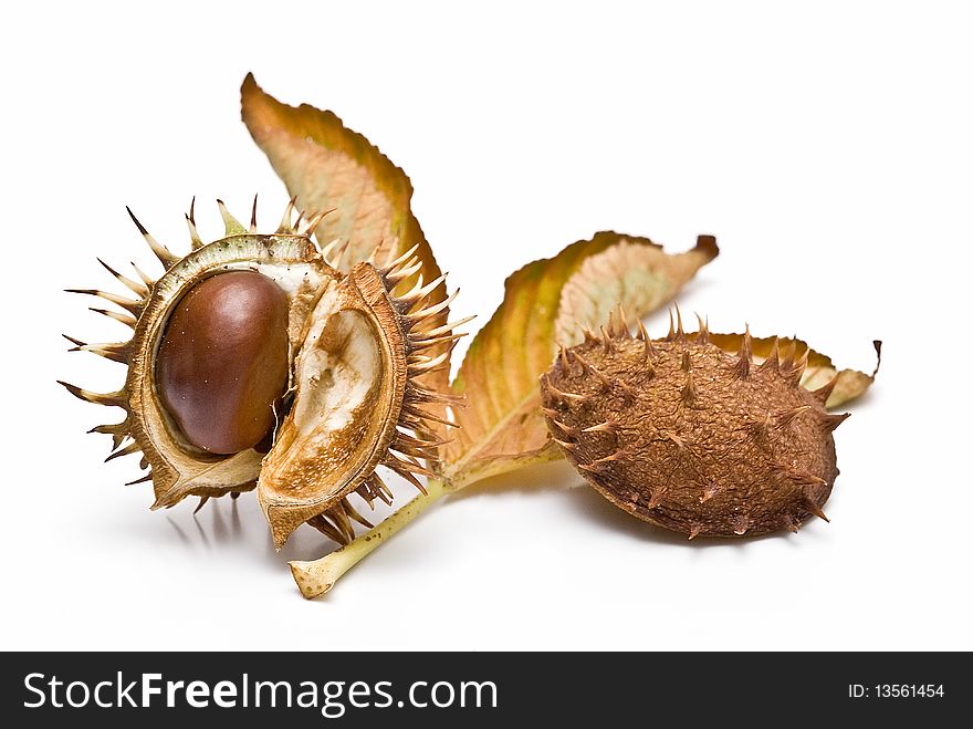 Chestnuts in its capsule with a leaf.