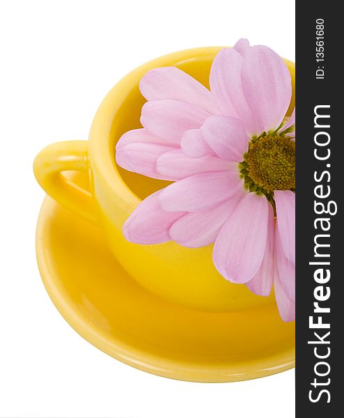 Close-up yellow cup with saucer and pink chrysanthemum flower, isolated on white. Close-up yellow cup with saucer and pink chrysanthemum flower, isolated on white