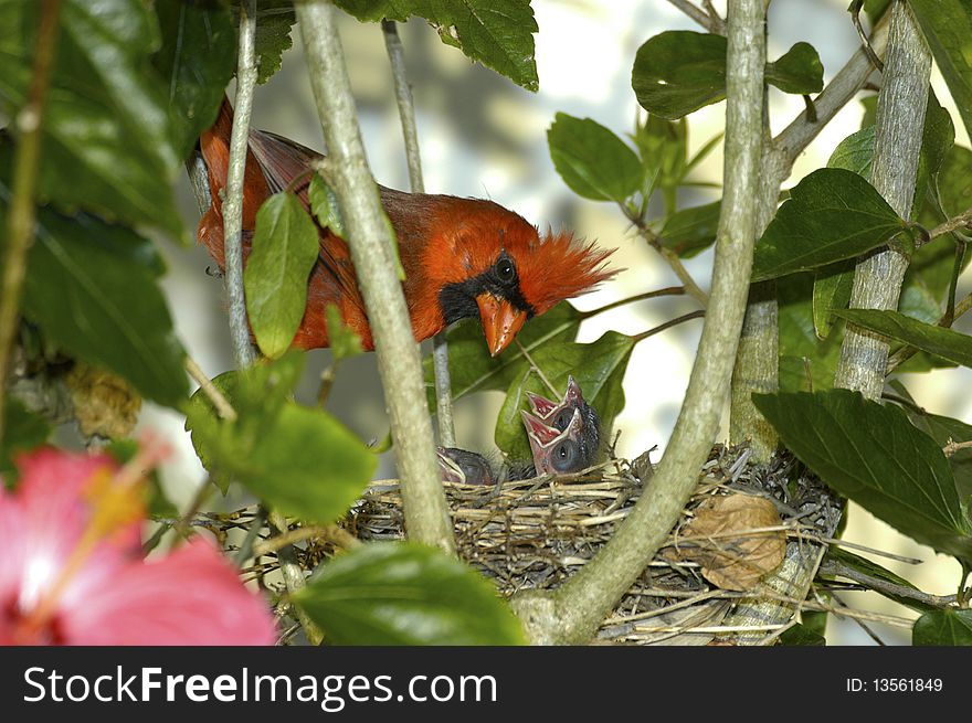 A male cardinal with newborn chicks in nest. A male cardinal with newborn chicks in nest