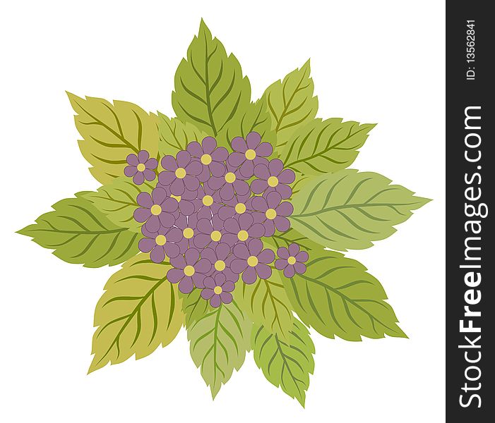 Drawing of purple wild flower and leaves in a white background