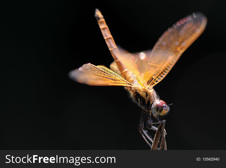 Red dragonfly on black backgroud.