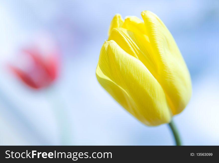 Close-up photo of yellow tulip in daylight