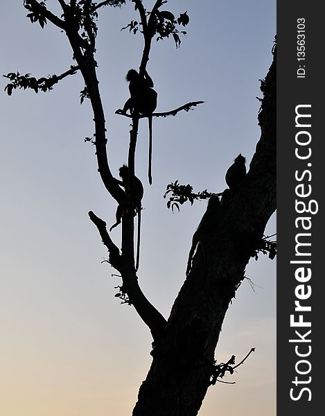 Monkey sitting on tree branches watching sunset. Monkey sitting on tree branches watching sunset